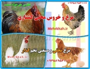 فروش وارسال مرغ محلی وگوشتی