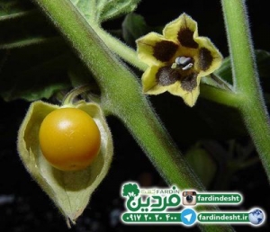 بذرفيساليس(گيلاس زميني)+آموزش کاشت