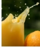 کنسانتره پرتقال-تولید و فروش کنسانتره پرتقال