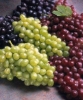 کنسانتره انگورسفید و قرمز-تولید و فروش کنسانتره انگورسفید و قرمز