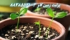 پرليت و پرورش بذر Perlite  